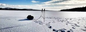 Arctic Survival